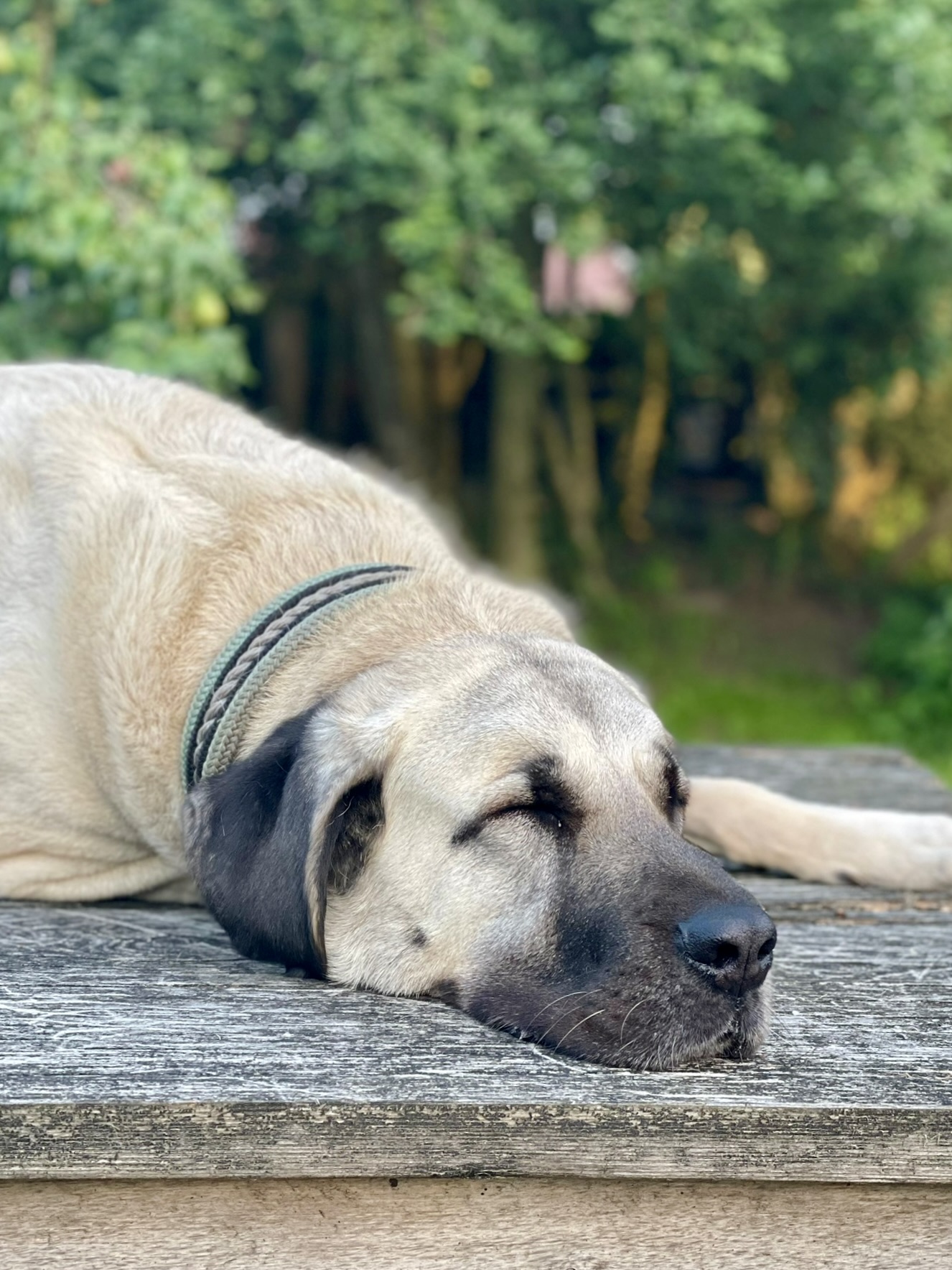 Ruhender Hund auf einer Holzbank vor grünem Hintergrund
