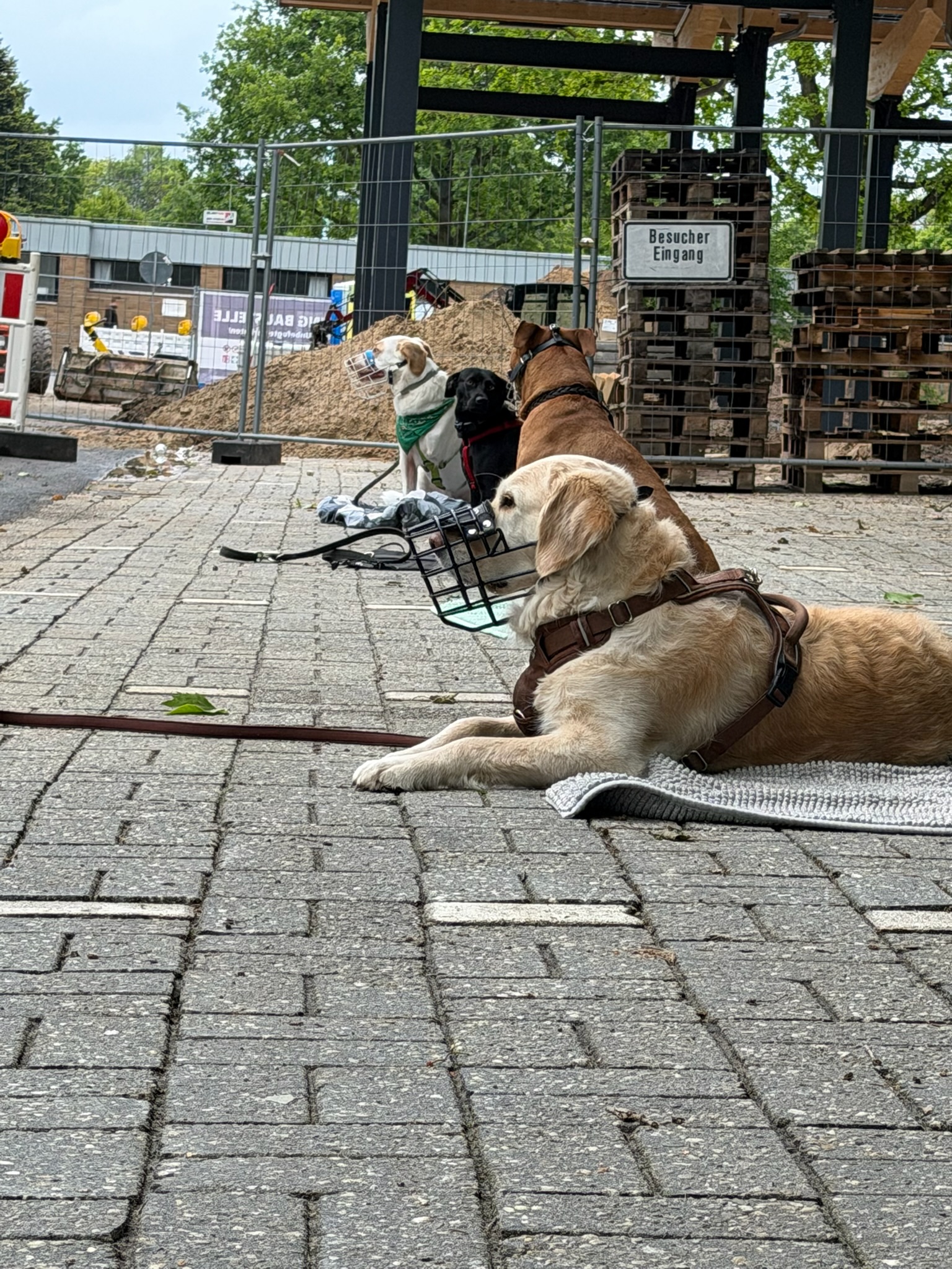 Mehrere Hunde warten ruhig an einer Baustelle