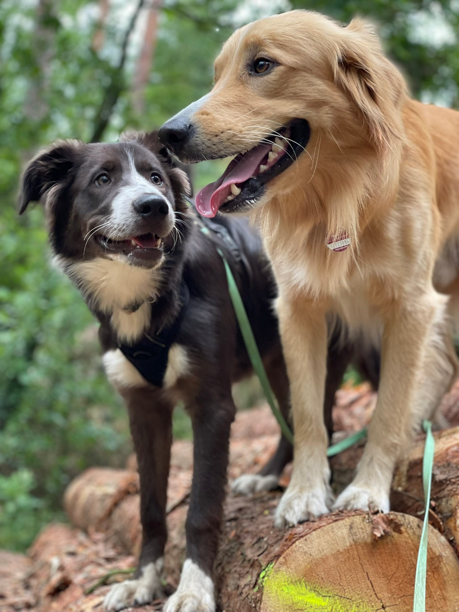 Zwei Hunde stehen gemeinsam auf einem Baumstamm im Wald