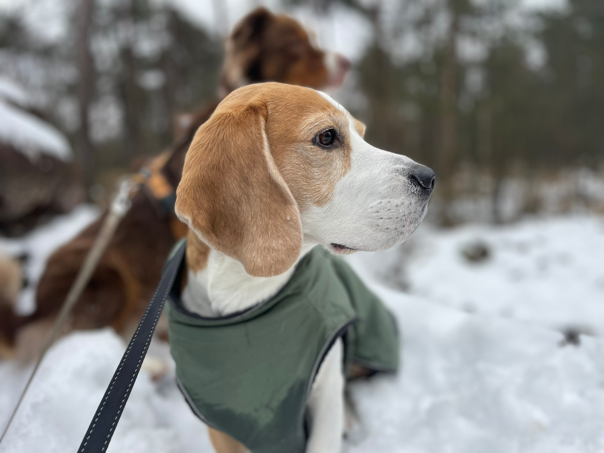 Ein Beagle trägt einen Mantel im Schnee