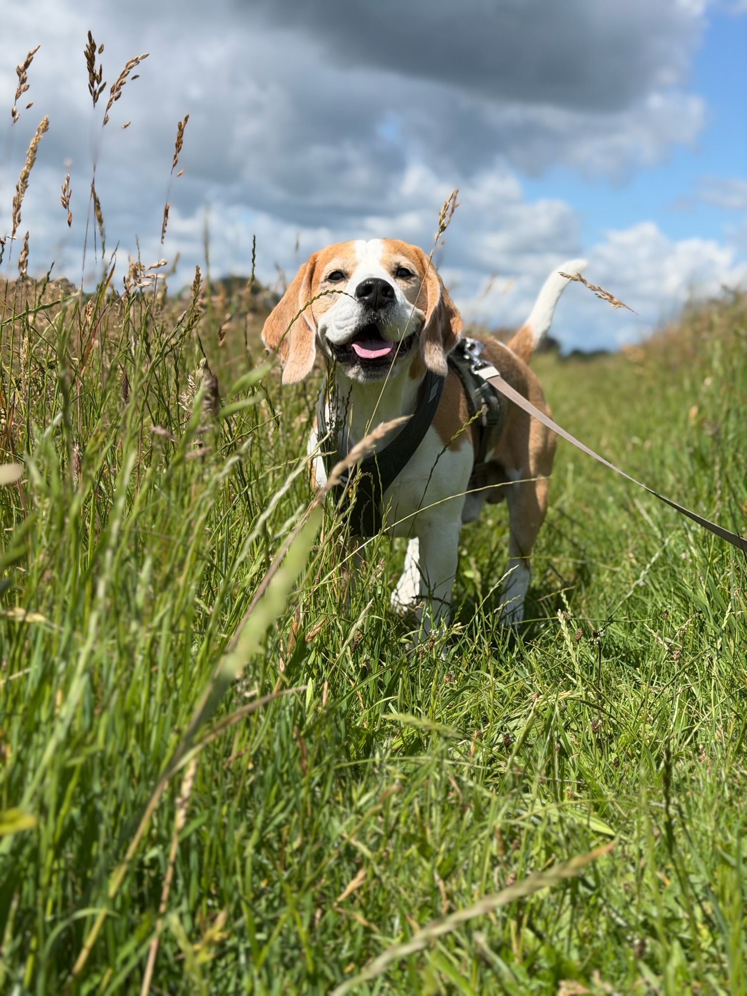 Ein Beagle steht fröhlich in einer hohen Sommerwiese
