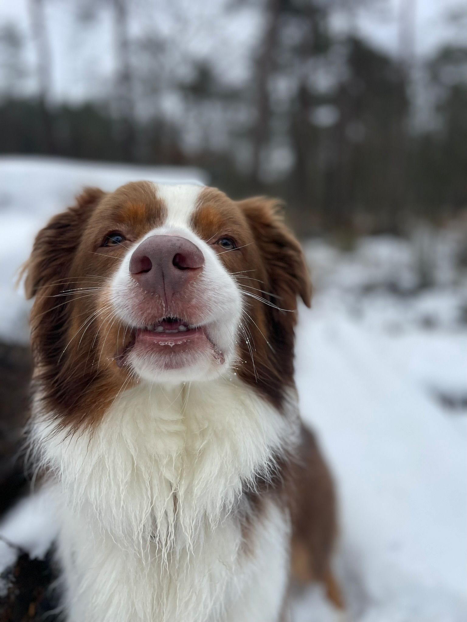 Ein Border Collie blickt in verschneiter Umgebung in die Kamera