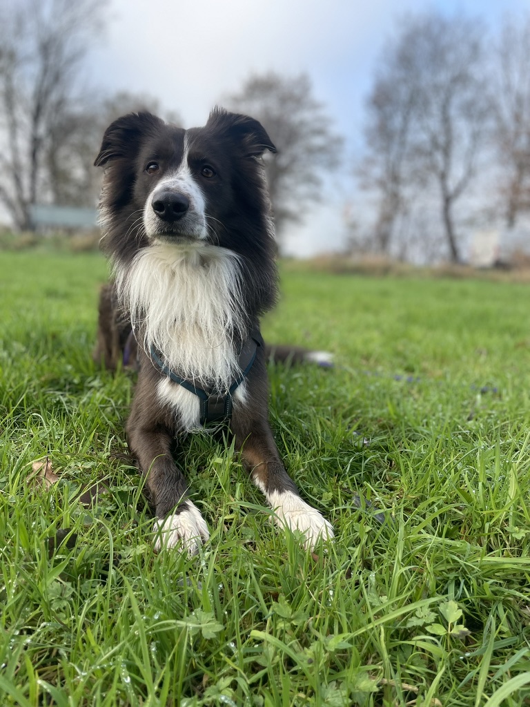 Ein Border Collie liegt aufmerksam auf einer Wiese