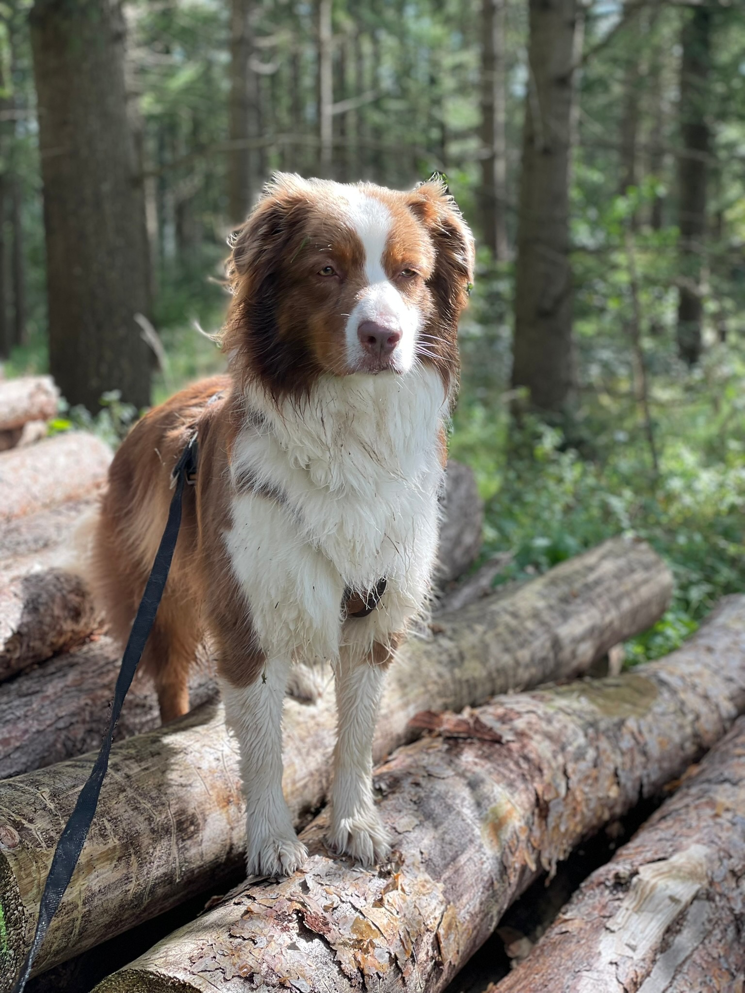 Ein braun-weißer Hund steht auf Baumstämmen im Wald
