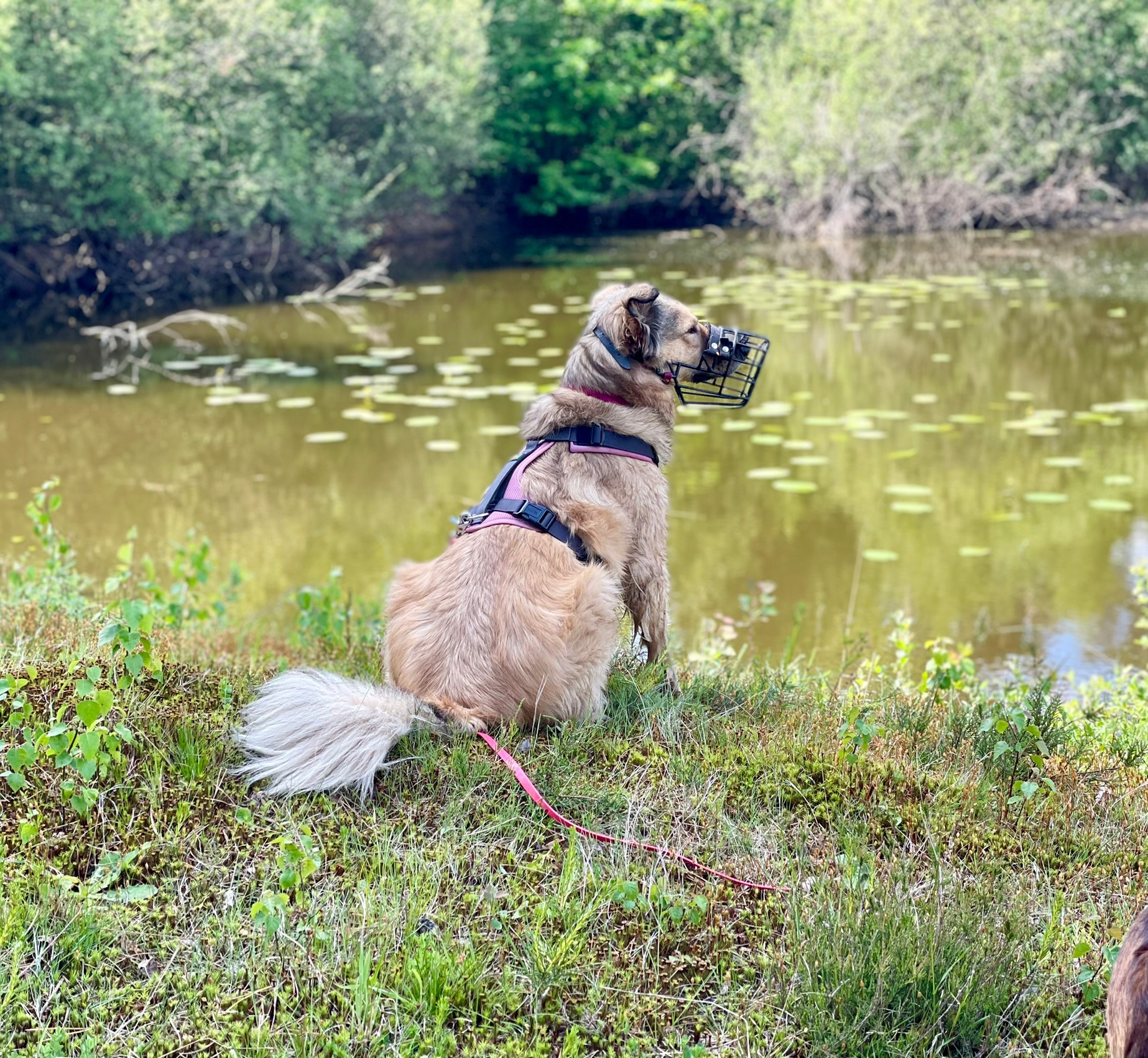 Ein Hund mit Maulkorb sitzt ruhig am Wasser