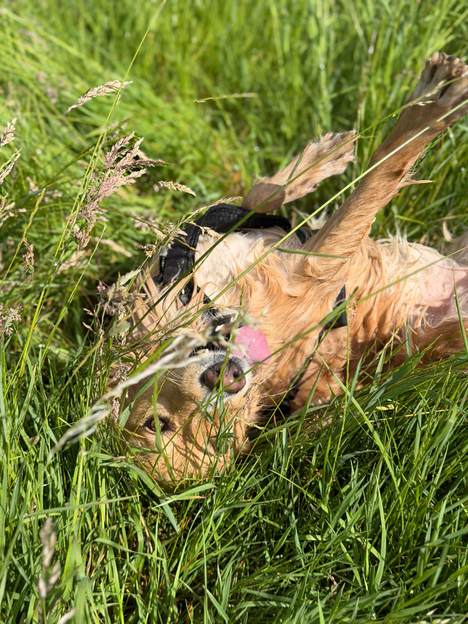 Ein Hund liegt entspannt im hohen Gras