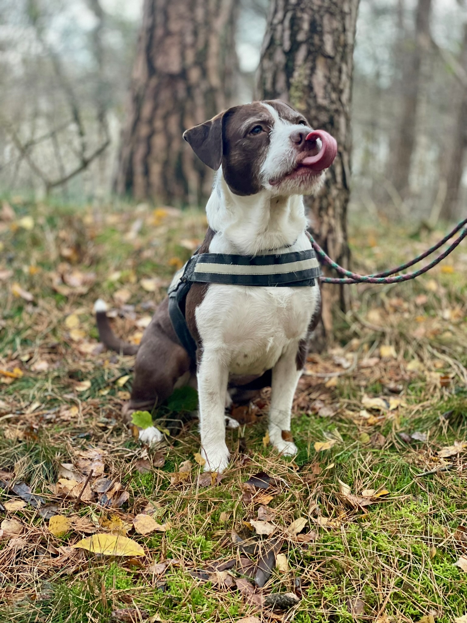 Ein Hund sitzt im Wald und schaut aufmerksam zur Seite
