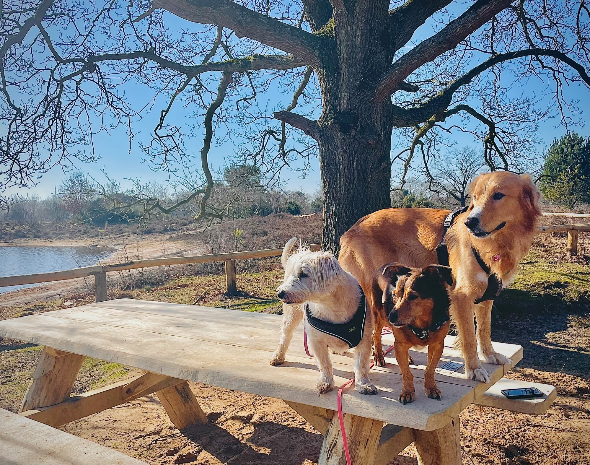 Drei Hunde stehen auf einer Picknickbank am See