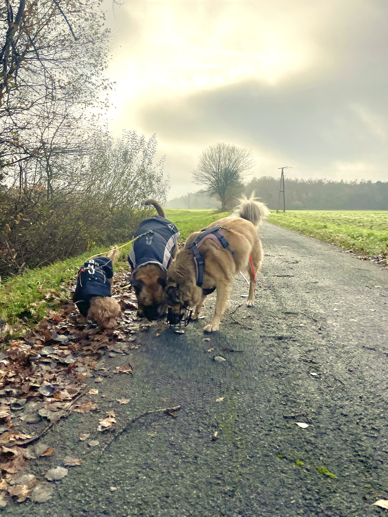 Drei Hunde schnüffeln gemeinsam am Rand eines Landwegs