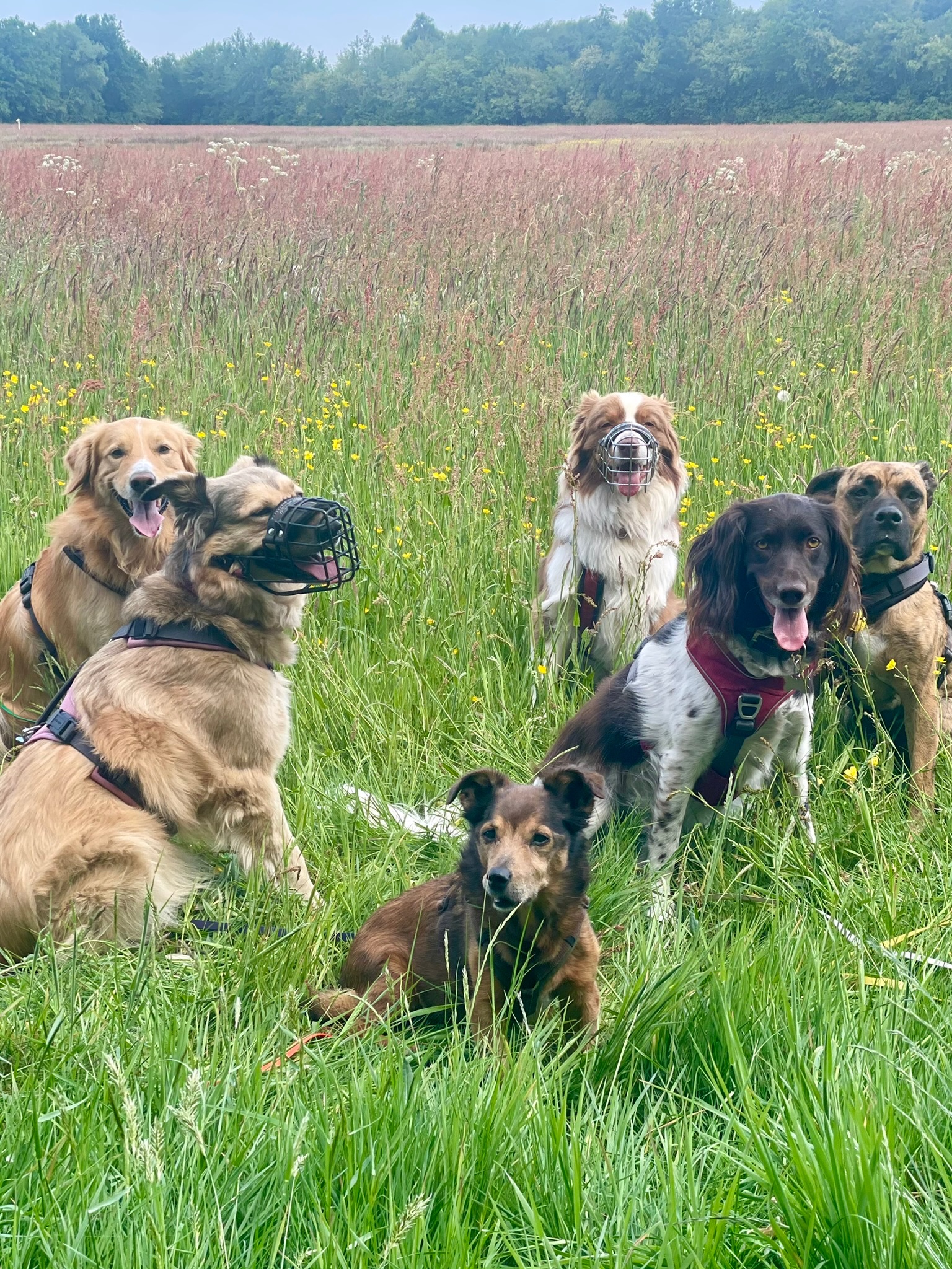 Eine Hundegruppe sitzt in einer blühenden Wiese