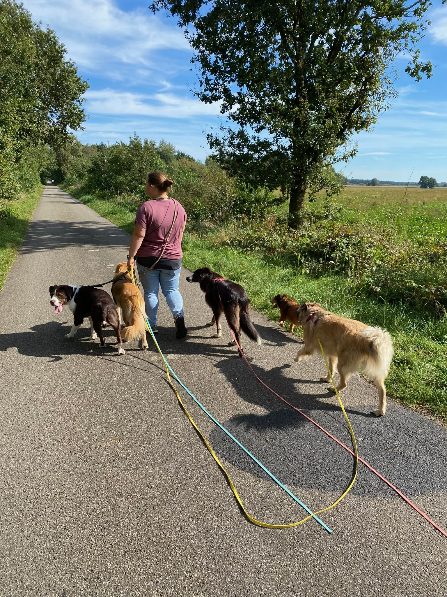 Magda geht mit einer Hundegruppe über einen sonnigen Feldweg