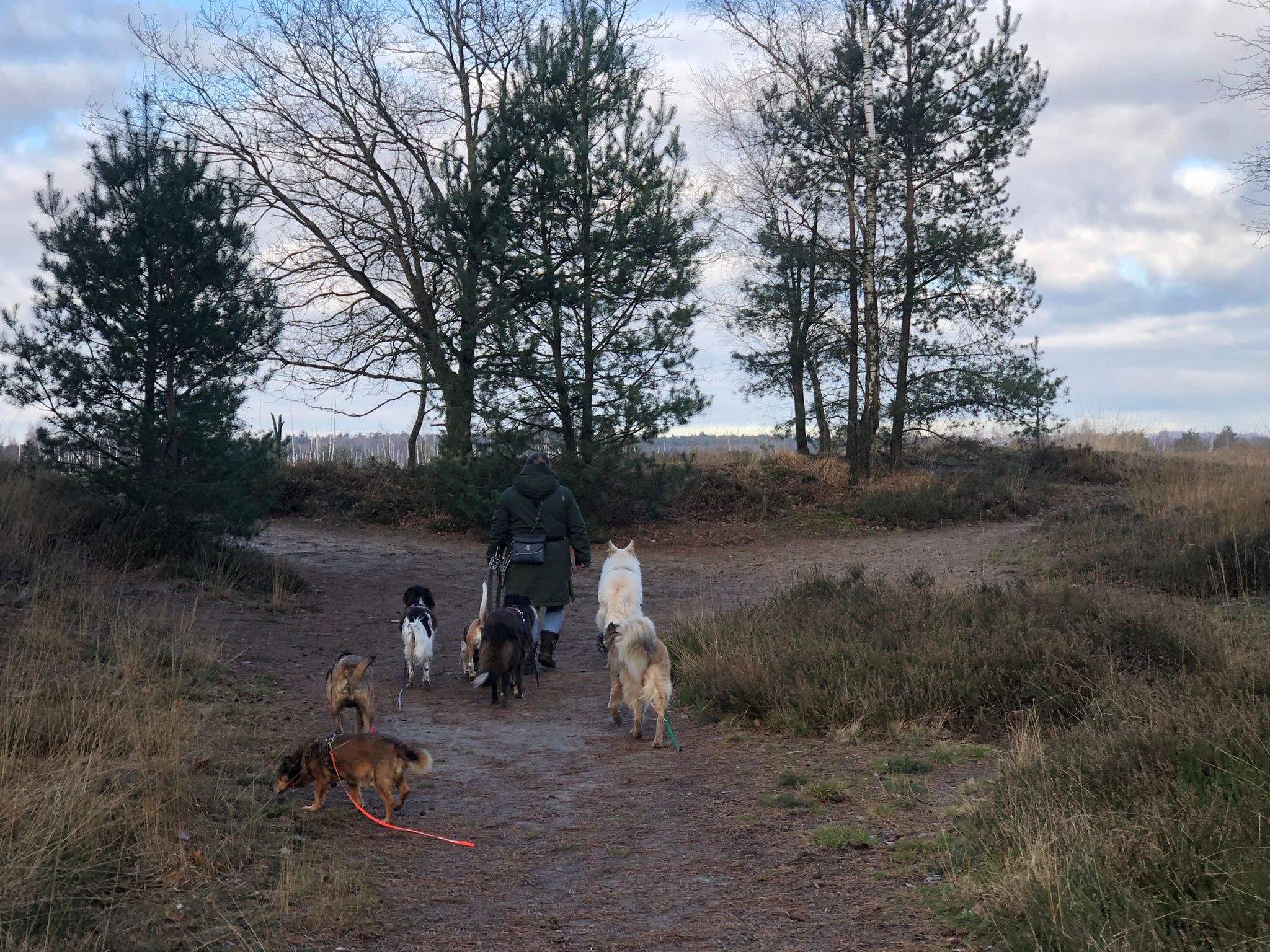 Eine Hundegruppe läuft mit Magda über einen Heideweg