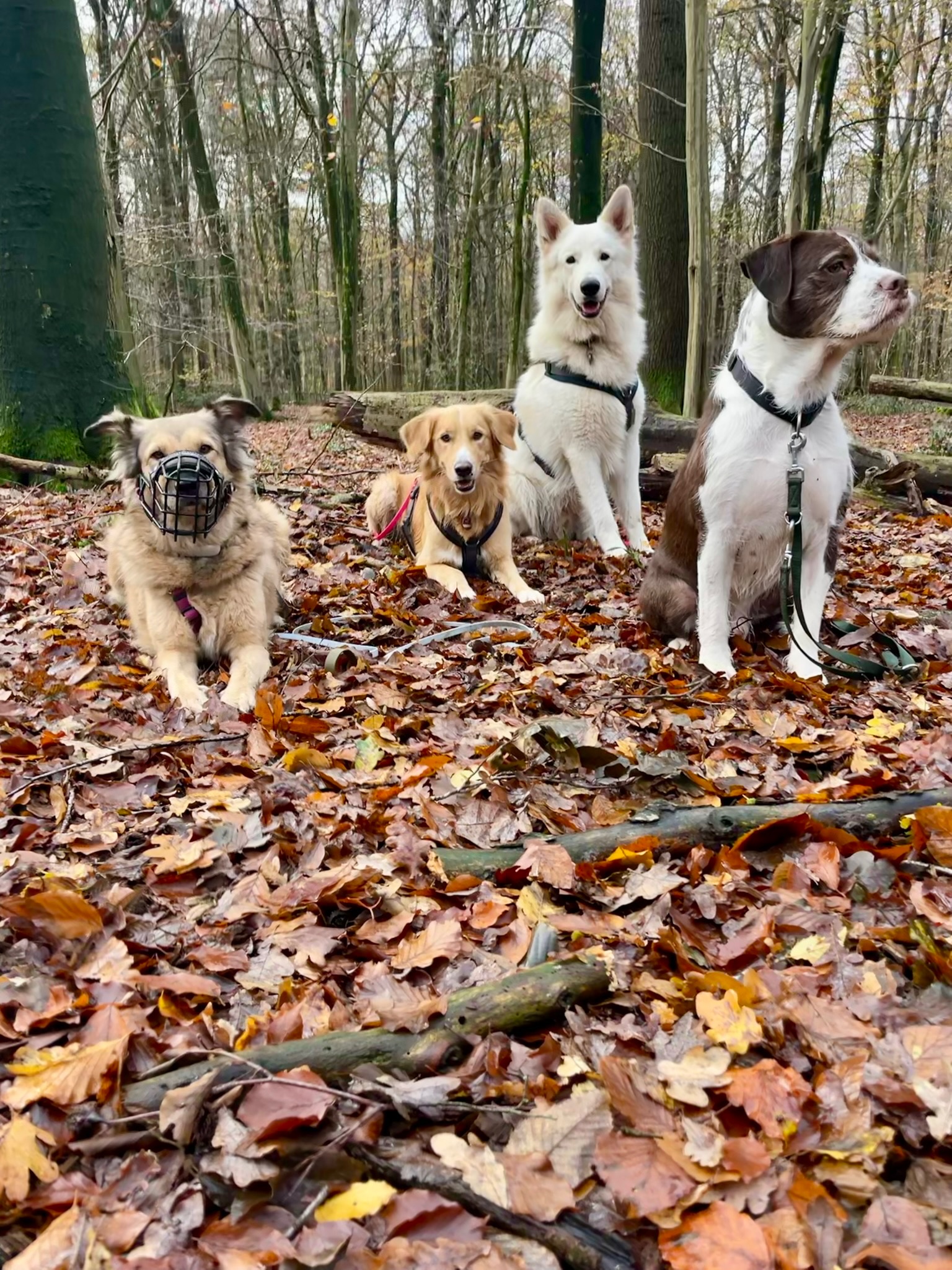 Vier Hunde sitzen gemeinsam im Herbstlaub