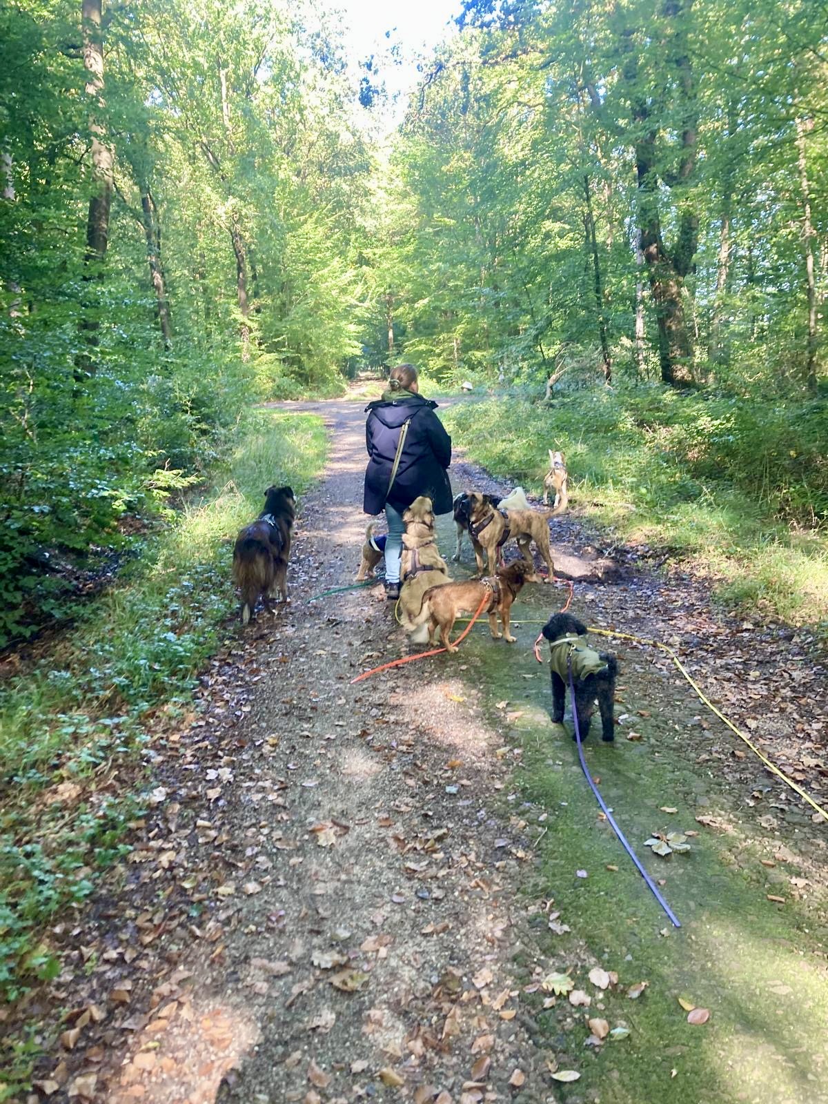 Magda geht mit einer Hundegruppe durch den Wald
