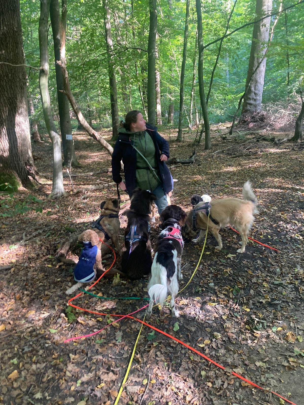 Magda steht mit einer Hundegruppe im Wald