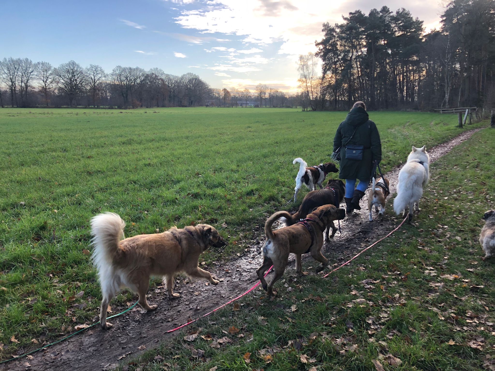 Eine Hundegruppe läuft mit Magda über einen Wiesenweg im Abendlicht