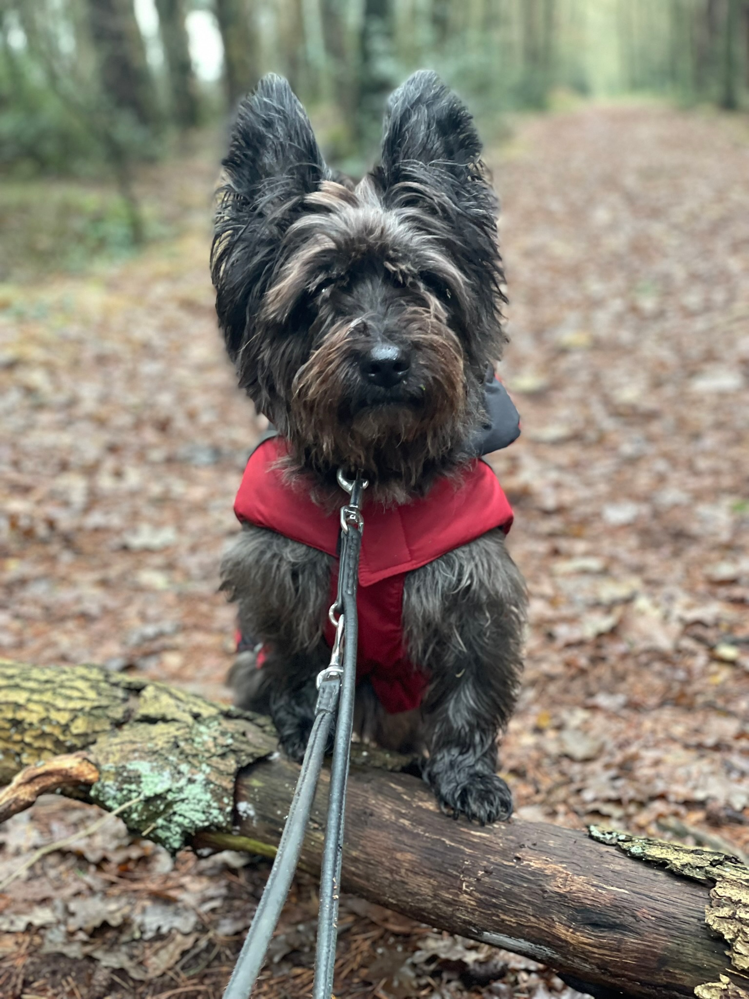 Ein kleiner Hund mit rotem Mantel sitzt auf einem Waldweg