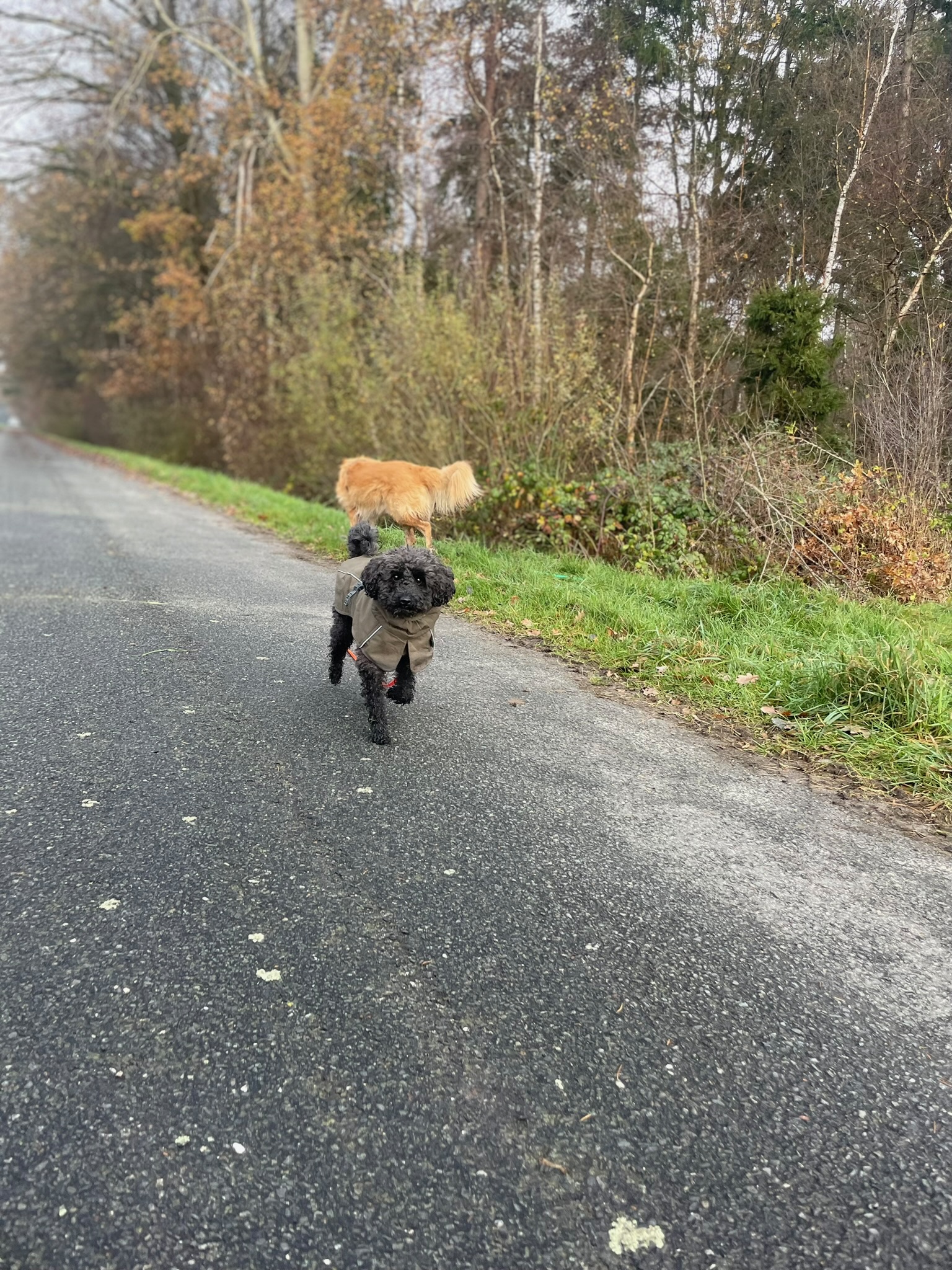 Ein kleiner Pudel läuft über einen Waldweg