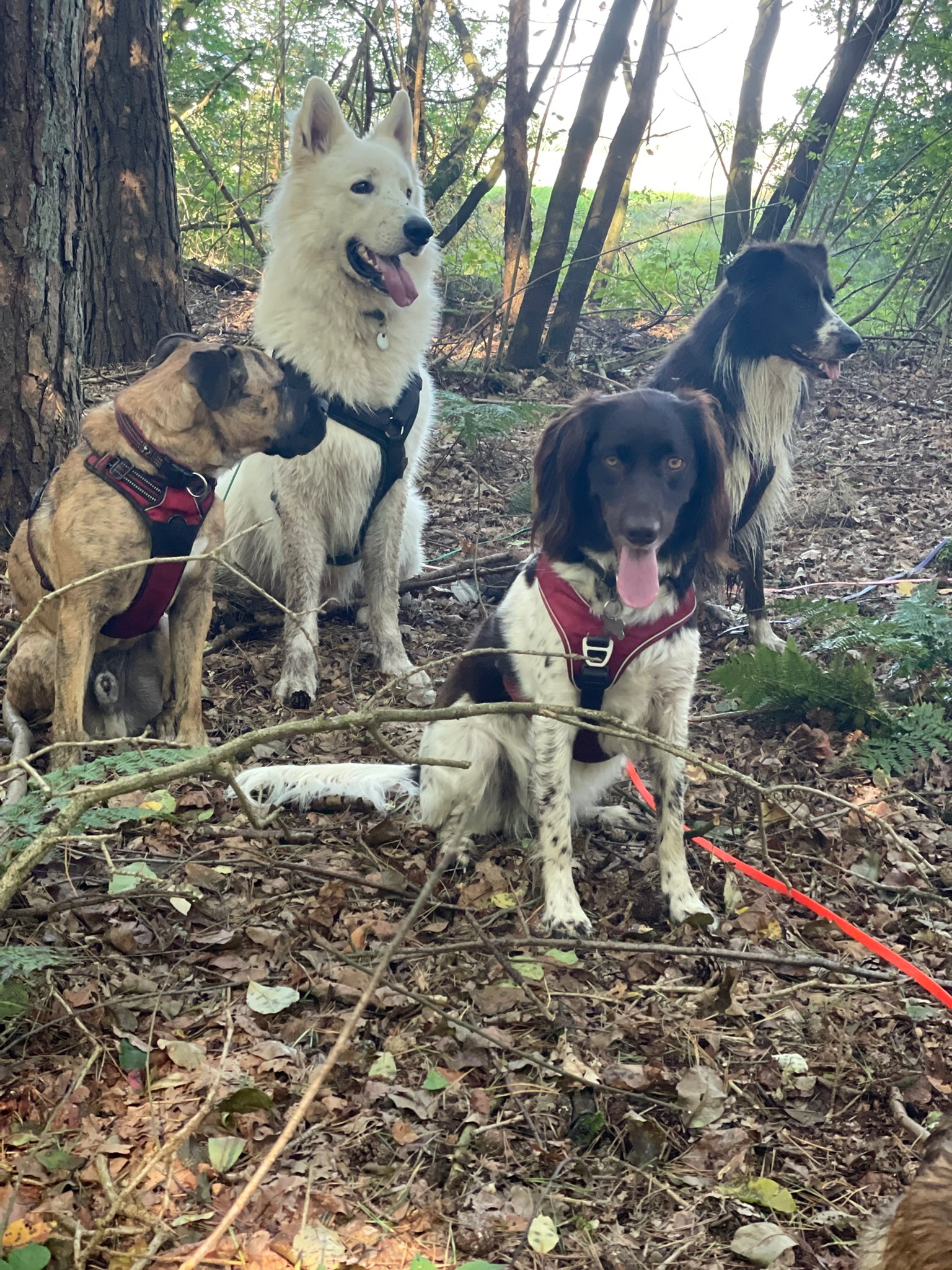 Vier Hunde sitzen als Gruppe im Wald