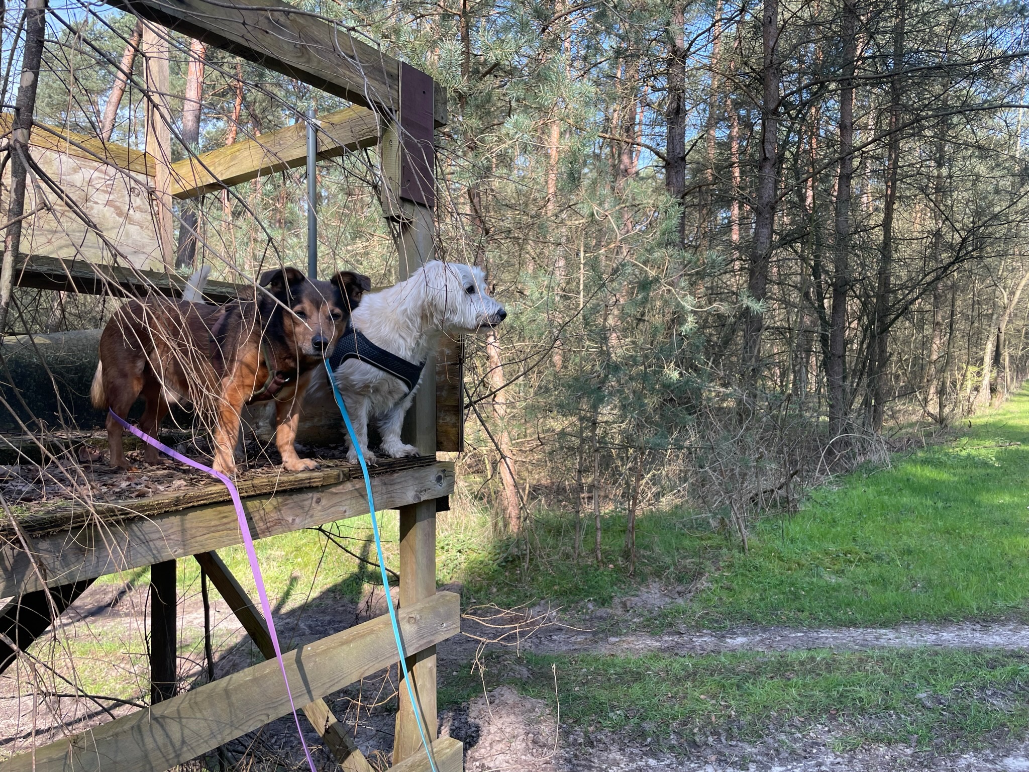Zwei Hunde schauen von einem Holzpodest in den Wald