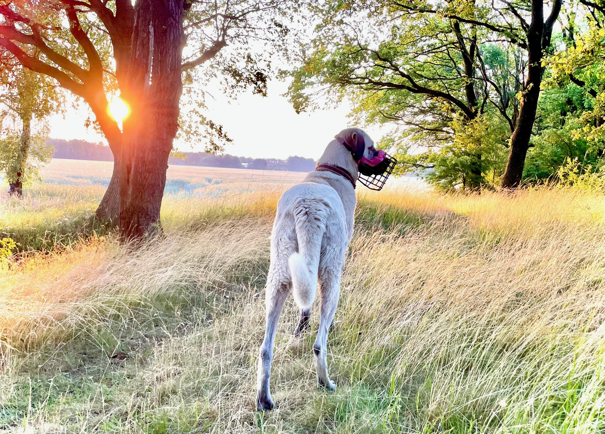 Hund mit Maulkorb steht im Abendlicht am Waldrand