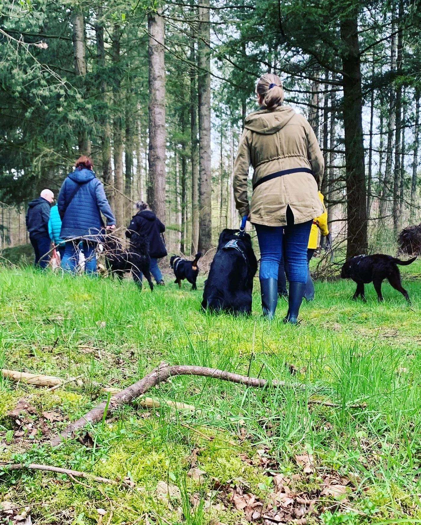 Mehrere Mensch-Hund-Teams trainieren gemeinsam auf einem Waldweg