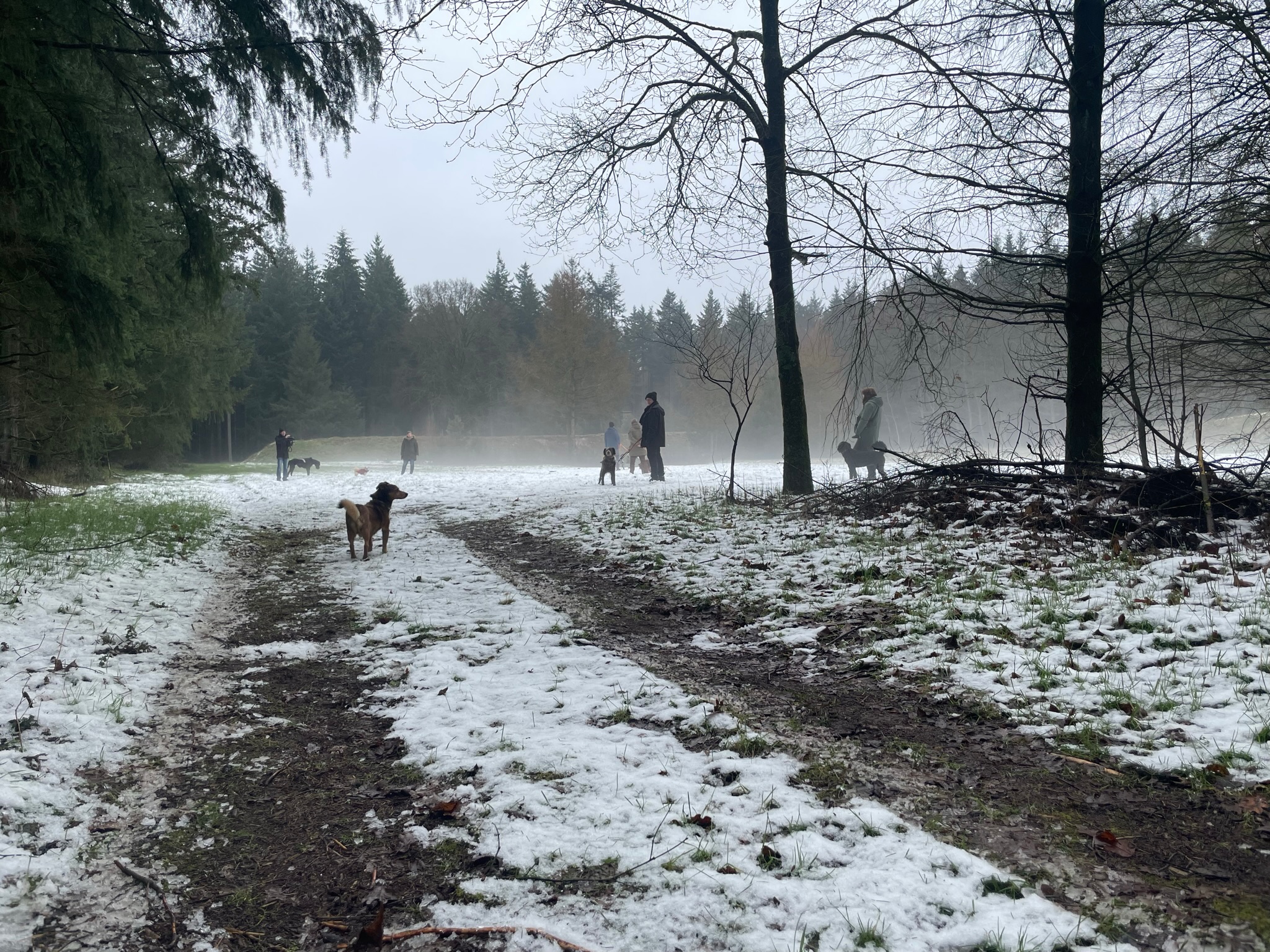 Mensch-Hund-Teams trainieren im winterlichen Wald bei Nordhorn