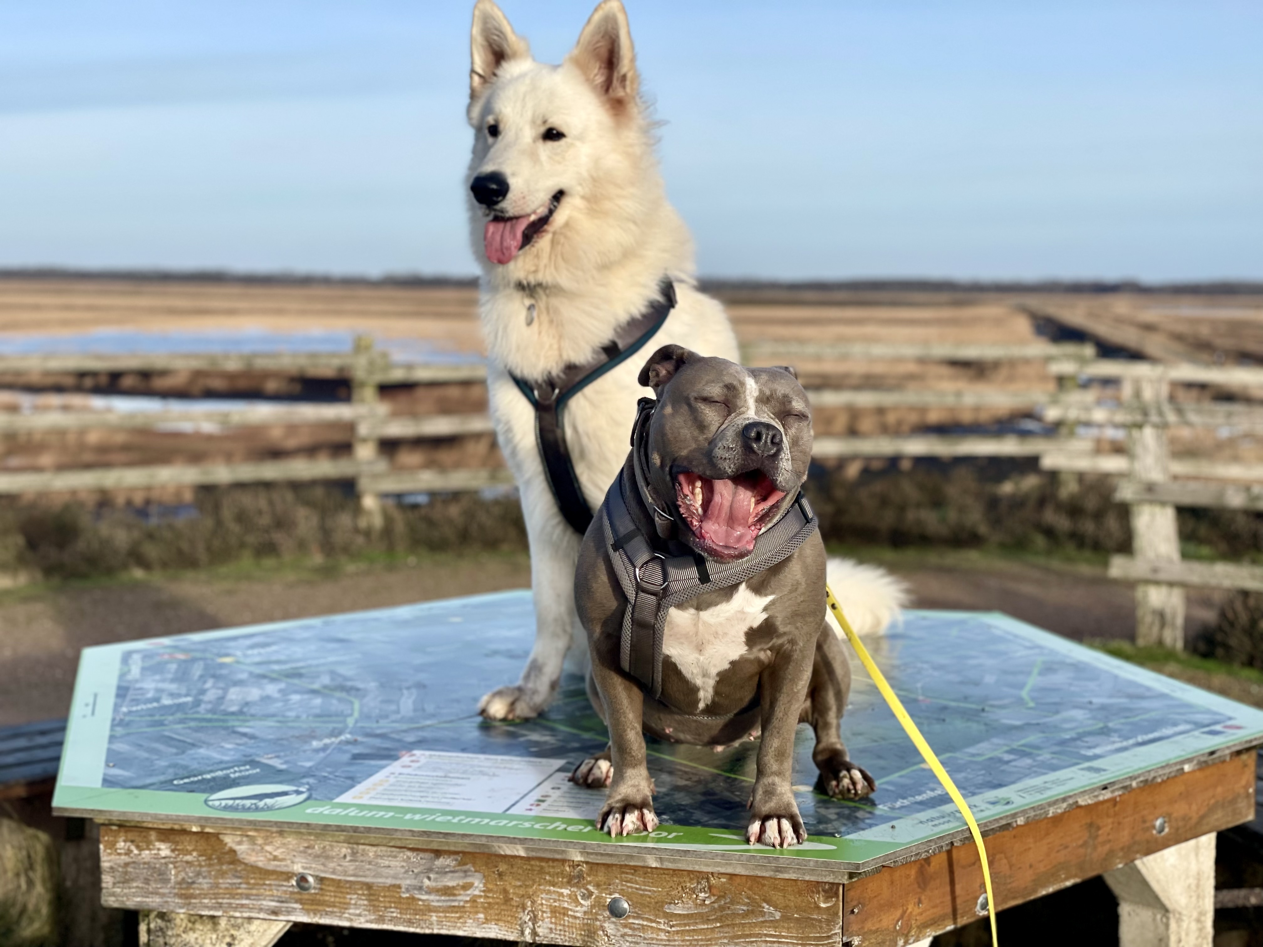Zwei junge Hunde stehen nebeneinander in der Natur