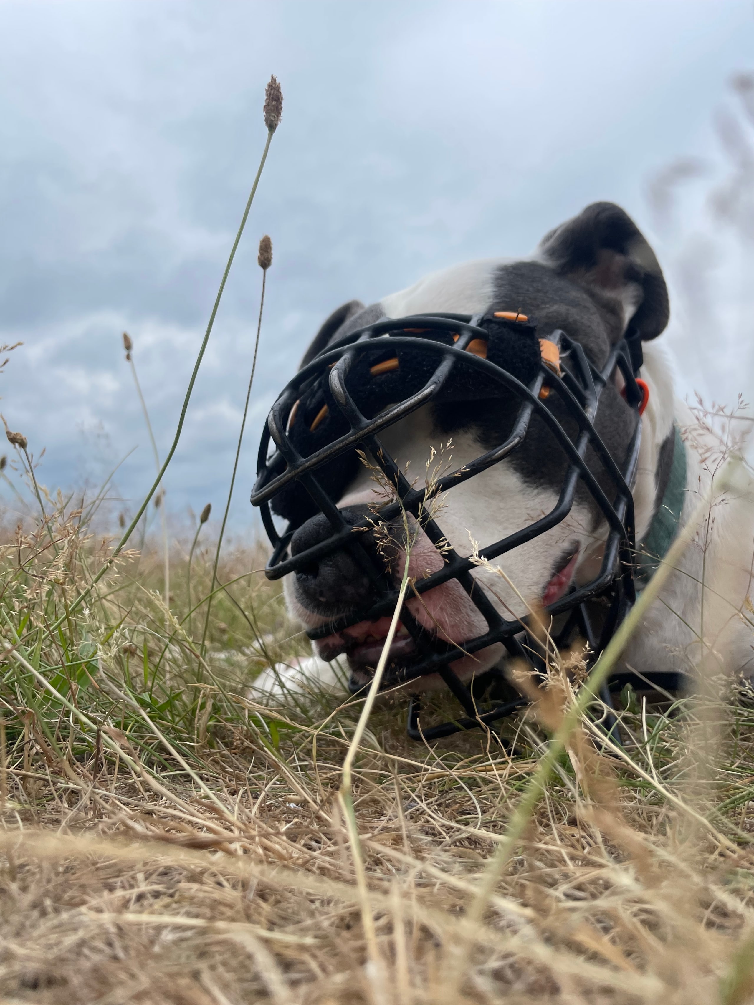 Hund liegt entspannt mit Maulkorb im Gras