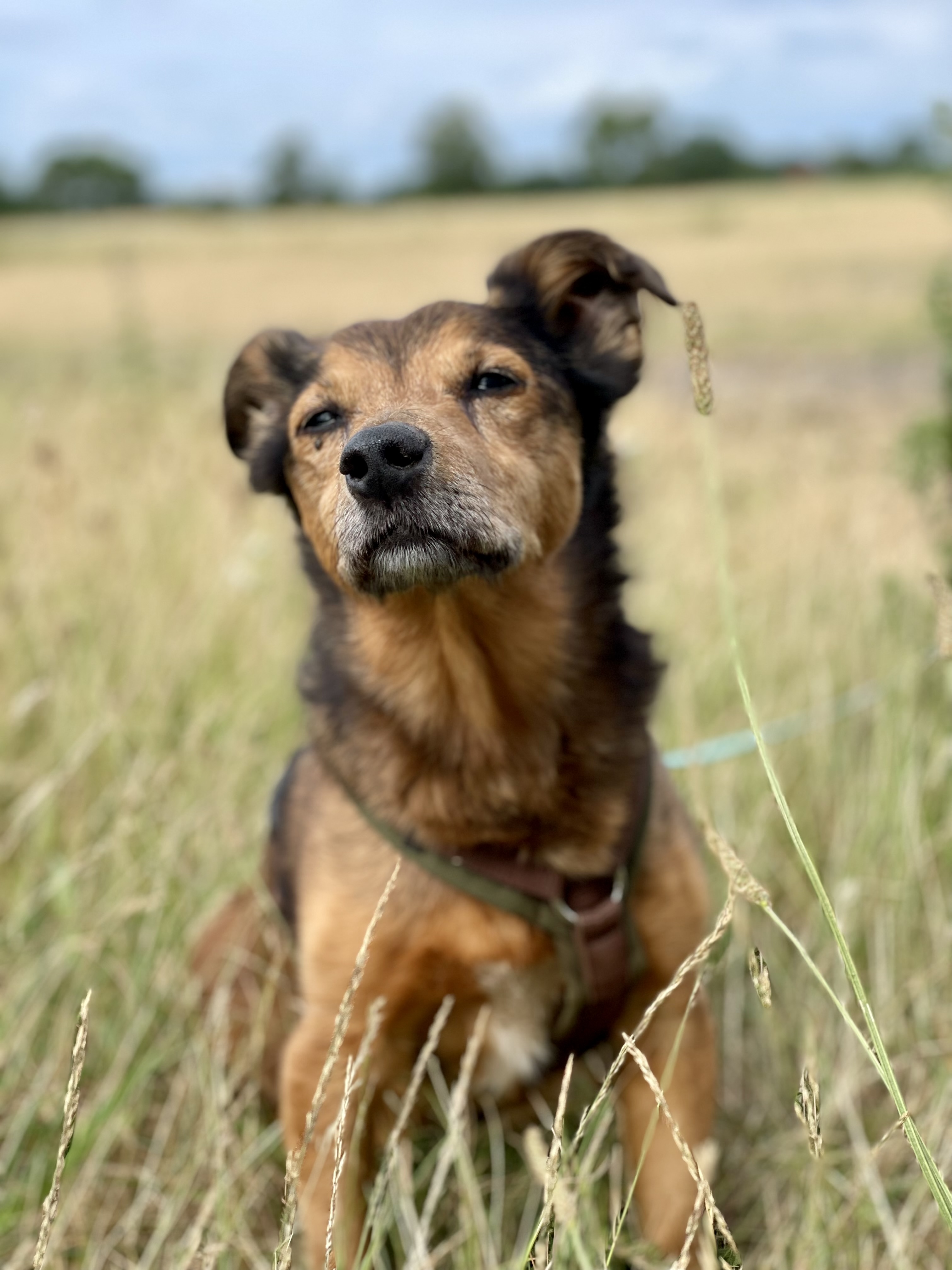 Ein brauner Hund sitzt aufmerksam auf einer Wiese