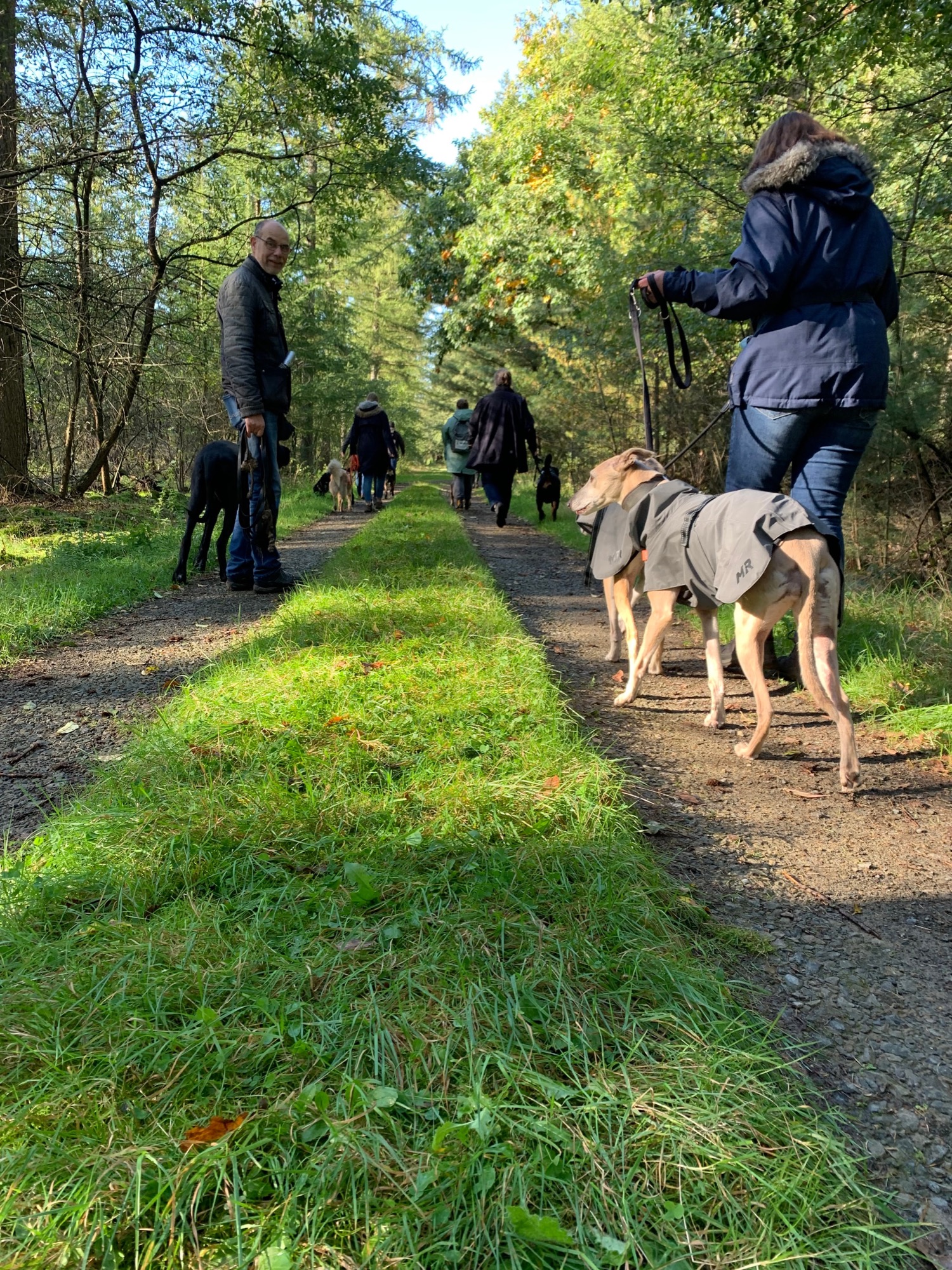 Mensch-Hund-Teams gehen mit Abstand bei einem Social Walk durch den Wald
