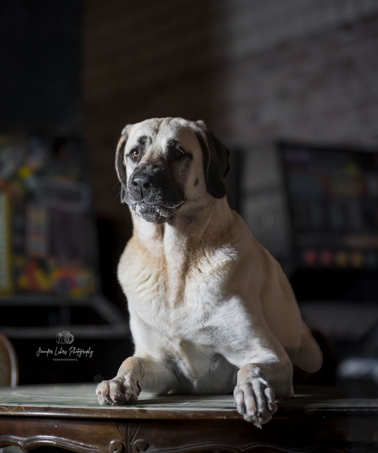 Grafschafter Moorhunde Dogwalking Hundebetrauung Hundeschule Hundetraining Gassiservice Hundetagesbetreuung